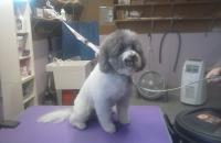 Doggie Dos Dog Grooming by Gabrielle image 2
